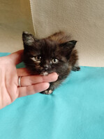 Собаки и кошки в добрые руки