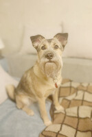 Собаки и кошки в добрые руки