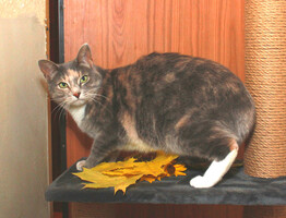 Собаки и кошки в добрые руки