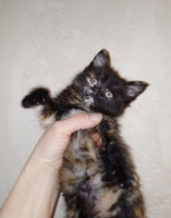 Собаки и кошки в добрые руки