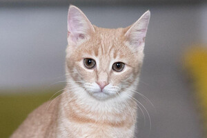 Собаки и кошки в добрые руки