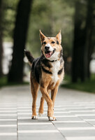 Собаки и кошки в добрые руки