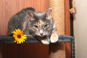 Собаки и кошки в добрые руки