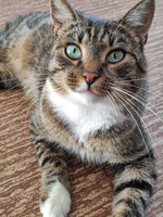 Собаки и кошки в добрые руки