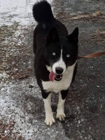 Собаки и кошки в добрые руки