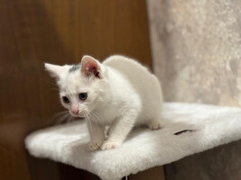 Собаки и кошки в добрые руки