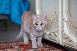 Собаки и кошки в добрые руки