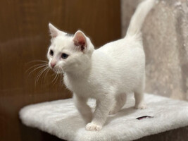 Собаки и кошки в добрые руки