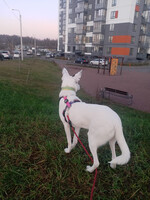 Собаки и кошки в добрые руки