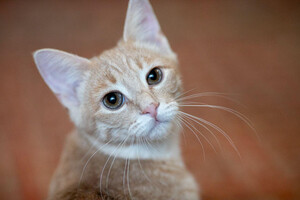 Собаки и кошки в добрые руки