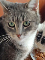 Собаки и кошки в добрые руки