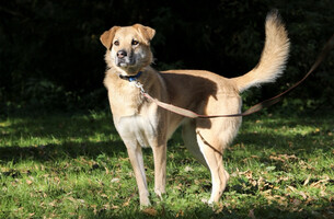 Собаки и кошки в добрые руки