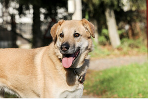 Собаки и кошки в добрые руки