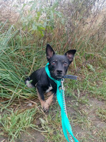 Собаки и кошки в добрые руки