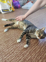 Собаки и кошки в добрые руки