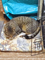 Собаки и кошки в добрые руки