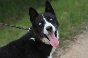 Собаки и кошки в добрые руки