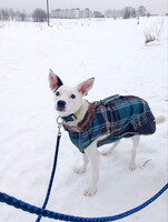 Собаки и кошки в добрые руки