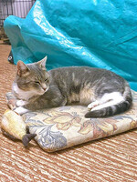 Собаки и кошки в добрые руки