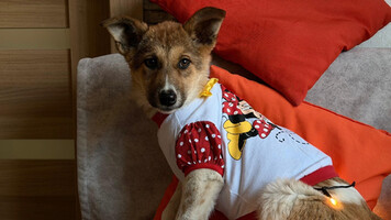 Собаки и кошки в добрые руки