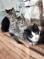 Собаки и кошки в добрые руки