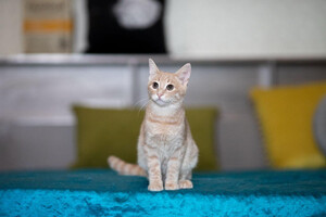 Собаки и кошки в добрые руки