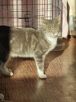 Собаки и кошки в добрые руки