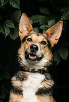 Собаки и кошки в добрые руки