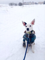 Собаки и кошки в добрые руки