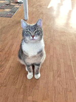 Собаки и кошки в добрые руки