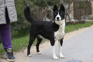 Собаки и кошки в добрые руки