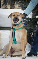 Собаки и кошки в добрые руки