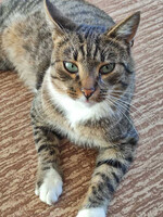 Собаки и кошки в добрые руки