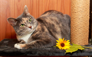 Собаки и кошки в добрые руки