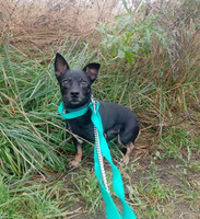 Собаки и кошки в добрые руки