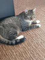 Собаки и кошки в добрые руки