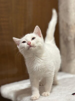 Собаки и кошки в добрые руки