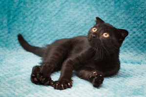 Собаки и кошки в добрые руки