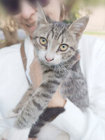 Собаки и кошки в добрые руки