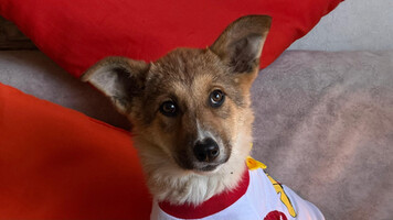 Собаки и кошки в добрые руки