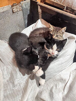 Собаки и кошки в добрые руки