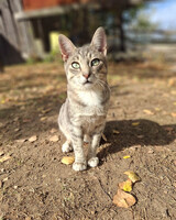 Собаки и кошки в добрые руки