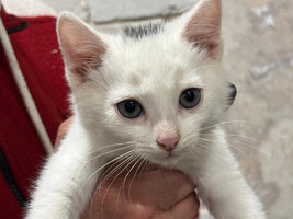 Собаки и кошки в добрые руки