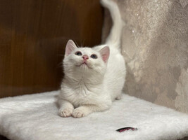 Собаки и кошки в добрые руки