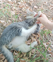 Собаки и кошки в добрые руки