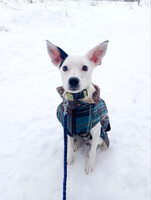 Собаки и кошки в добрые руки