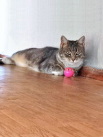 Собаки и кошки в добрые руки