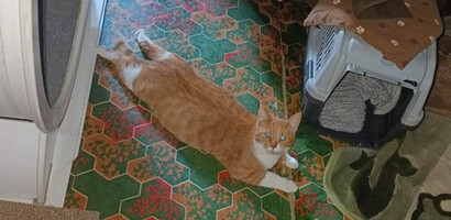 Собаки и кошки в добрые руки