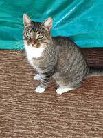 Собаки и кошки в добрые руки