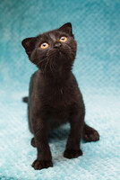 Собаки и кошки в добрые руки